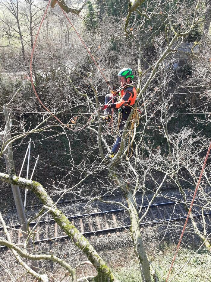 Bilder timotree, Fachkundige Baumpflege