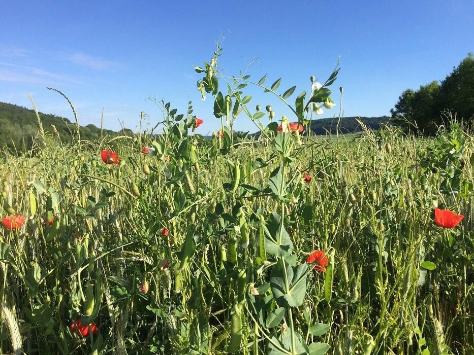 Bilder Solawi am Dollingerhof