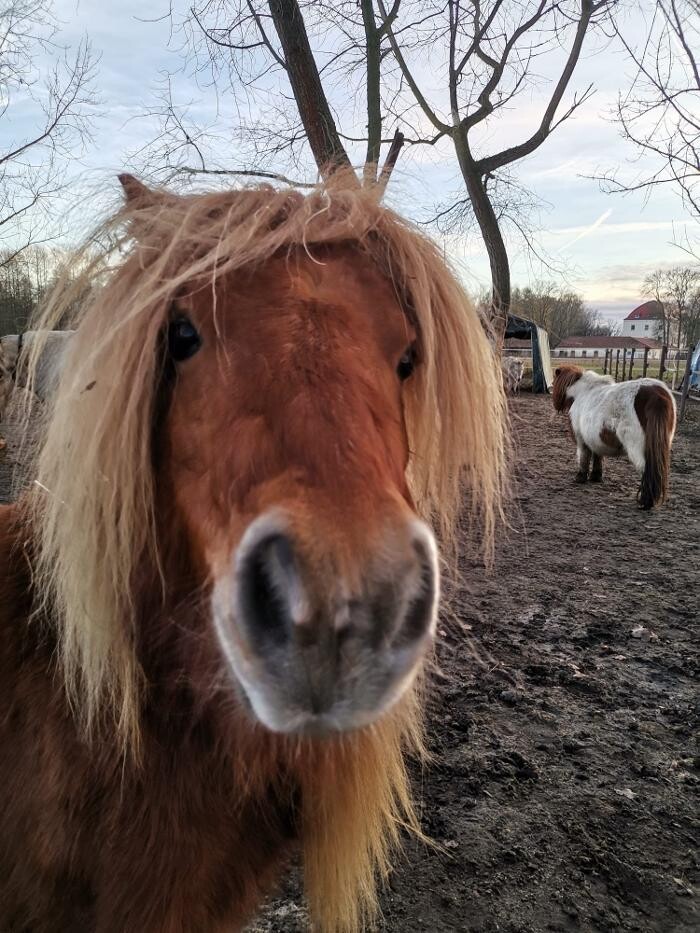 Bilder Ponyhof Wolzig