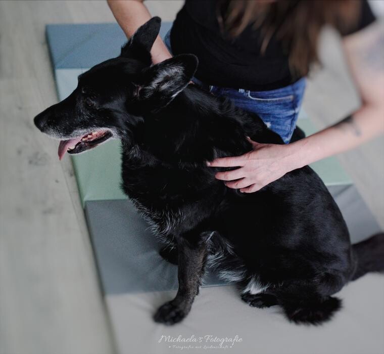 Bilder FITBUDDYS Hundephysio & Ernährung
