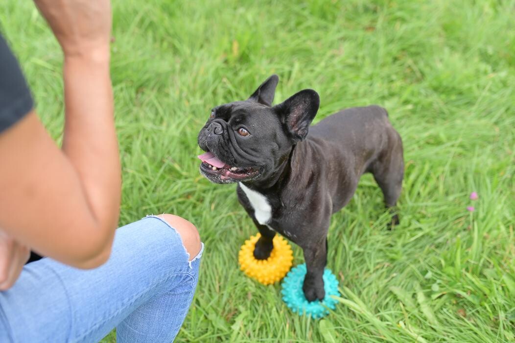 Bilder FITBUDDYS Hundephysio & Ernährung