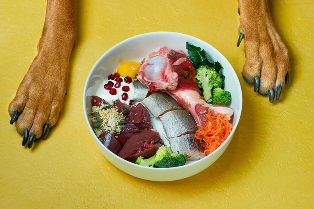 Bilder FITBUDDYS Hundephysio & Ernährung
