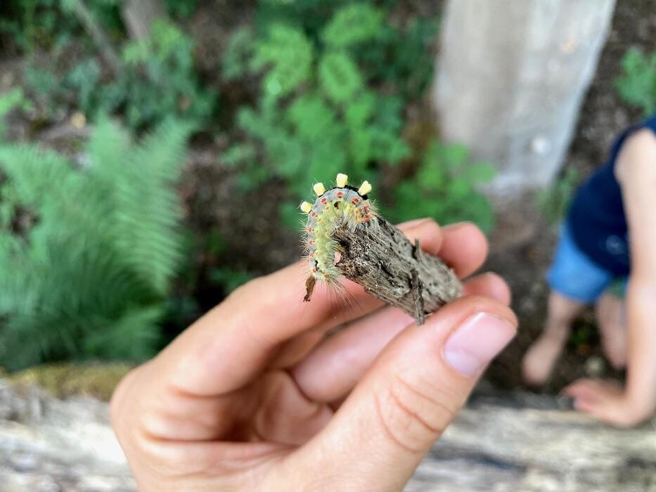 Bilder Naturbummler: Natur - und Umweltpädagogik