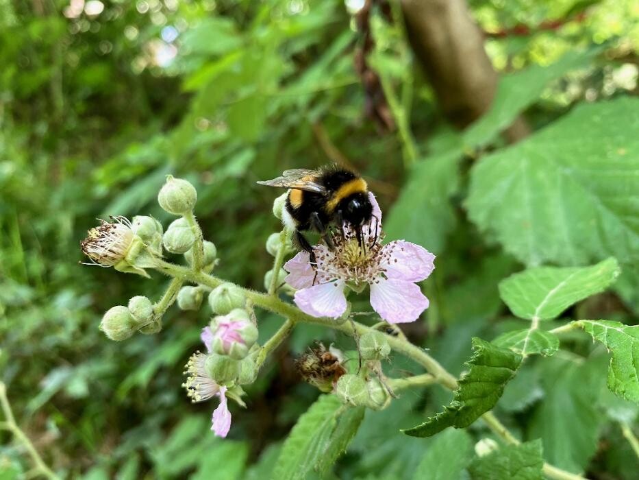 Bilder Naturbummler: Natur - und Umweltpädagogik