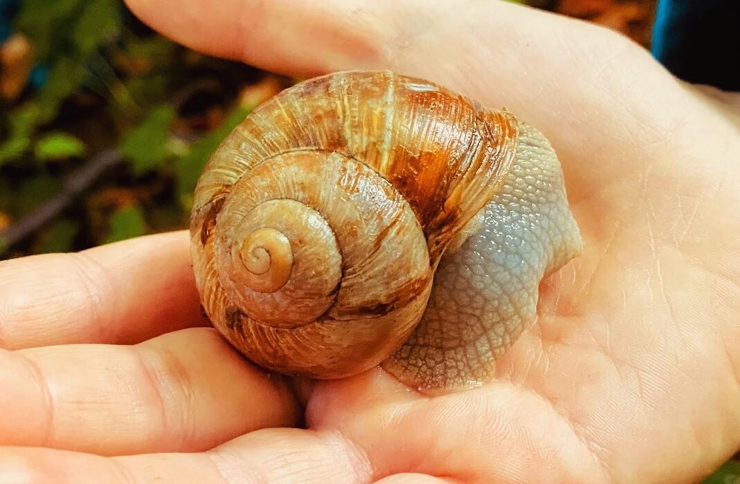 Bilder Naturbummler: Natur - und Umweltpädagogik