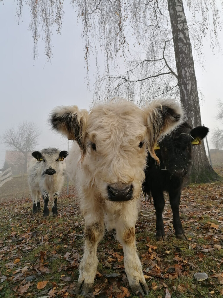 Bilder Aktivhof "Lindengut" Inh. Nicole Kühn
