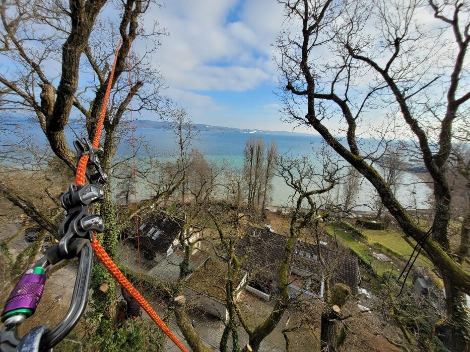 Bilder Baumpfelge Thiele