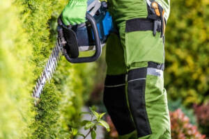 Bilder Brettel`s Baumdienst
