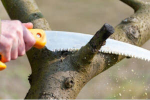 Bilder Brettel`s Baumdienst