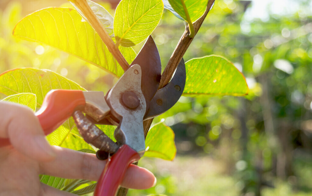 Bilder de Jong – Gartengestaltung-Baumpflege