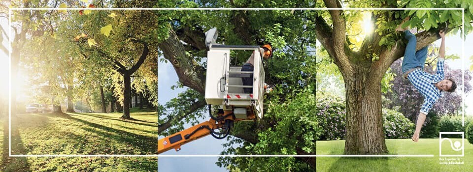 Bilder RGB - Rothenseer Garten- und Landschaftsbau GmbH