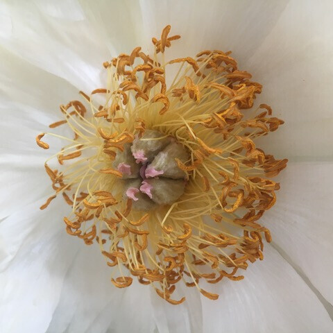 Bilder Schiefer & Co. (GmbH & Co.)