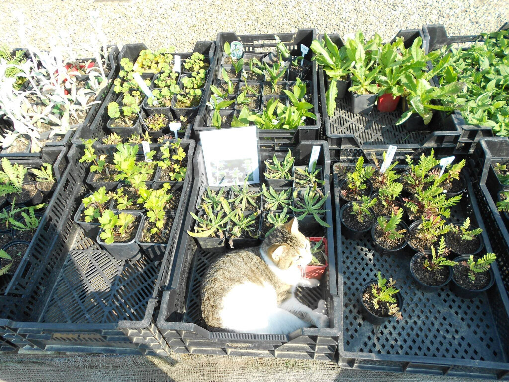 Bilder Gartenhof Backhaus UG