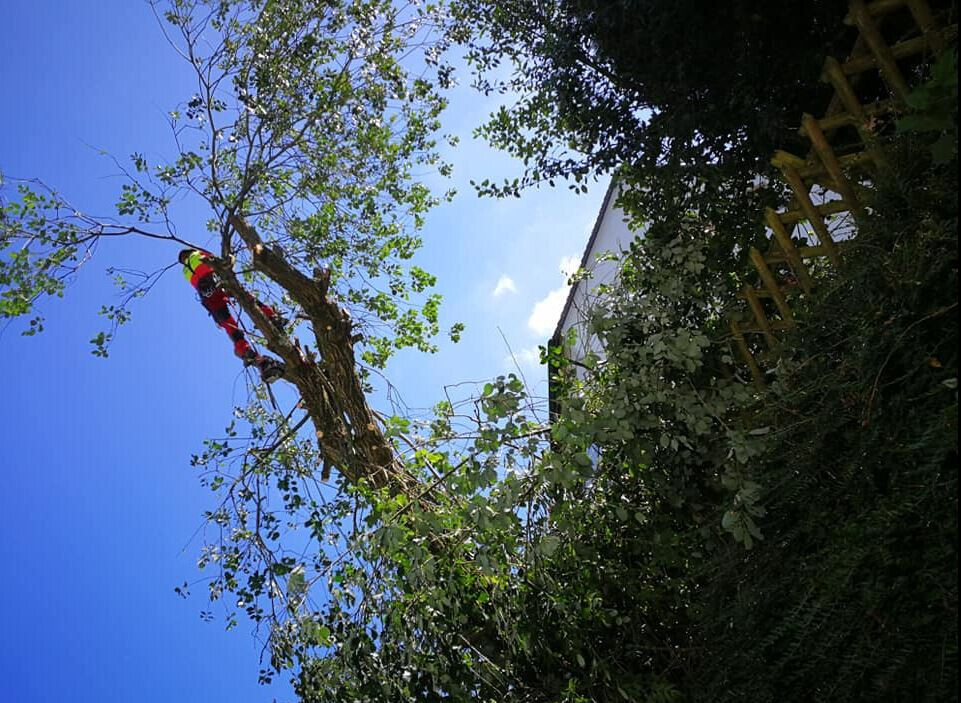 Bilder Garten- und Landschaftsbau Ersin Buran