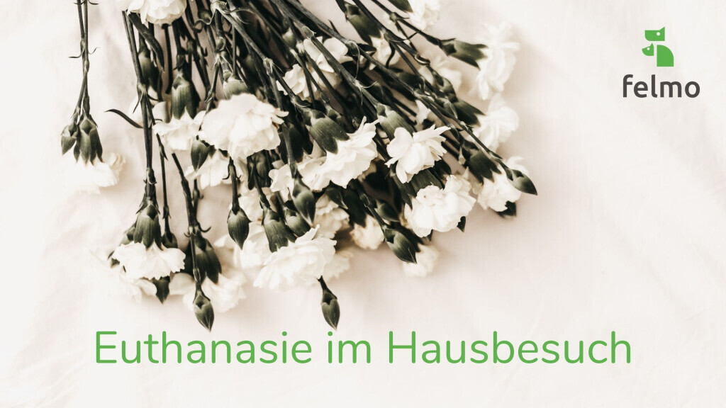 Bilder felmo Mobiler Tierarzt Düsseldorf