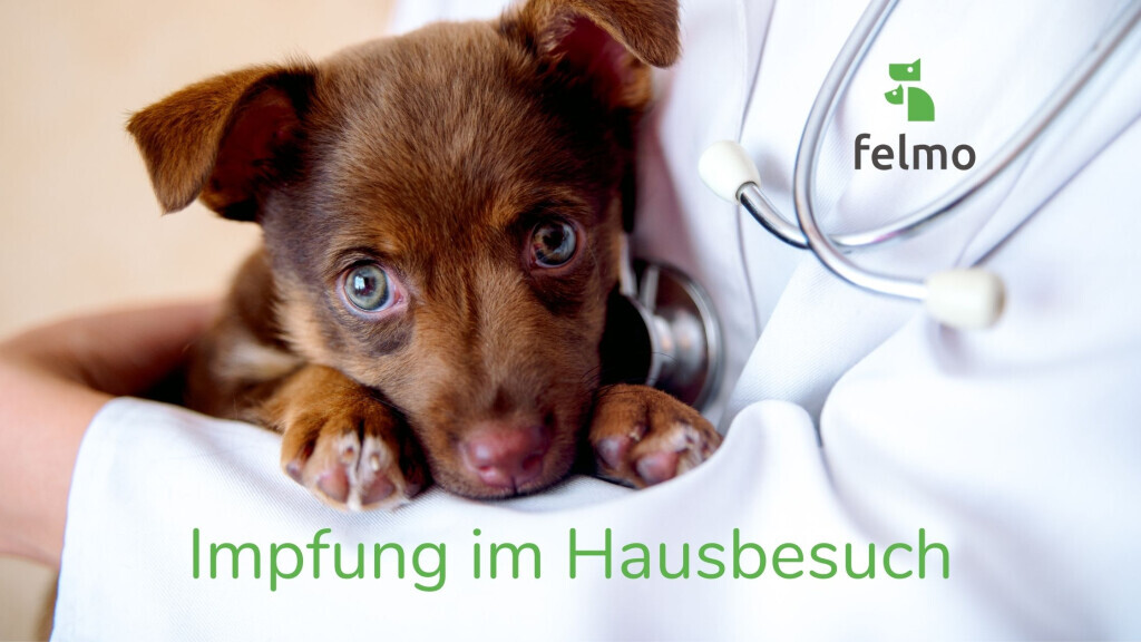 Bilder felmo Mobiler Tierarzt Düsseldorf