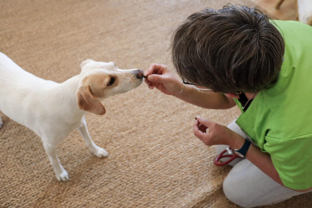 Bilder felmo Mobiler Tierarzt Düsseldorf