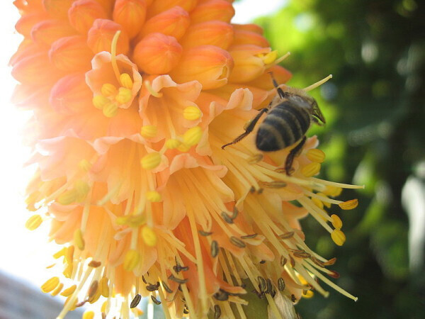 Bilder Terra Verde Gartengestaltung Sascha Green