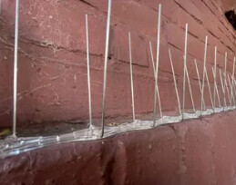 Bilder Schädlingsbekämpfung Pusch