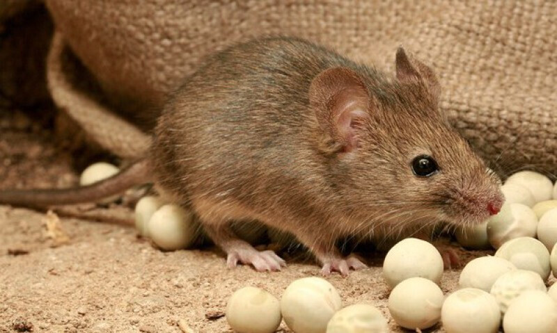 Bilder ExPest Schädlingsbekämpfung