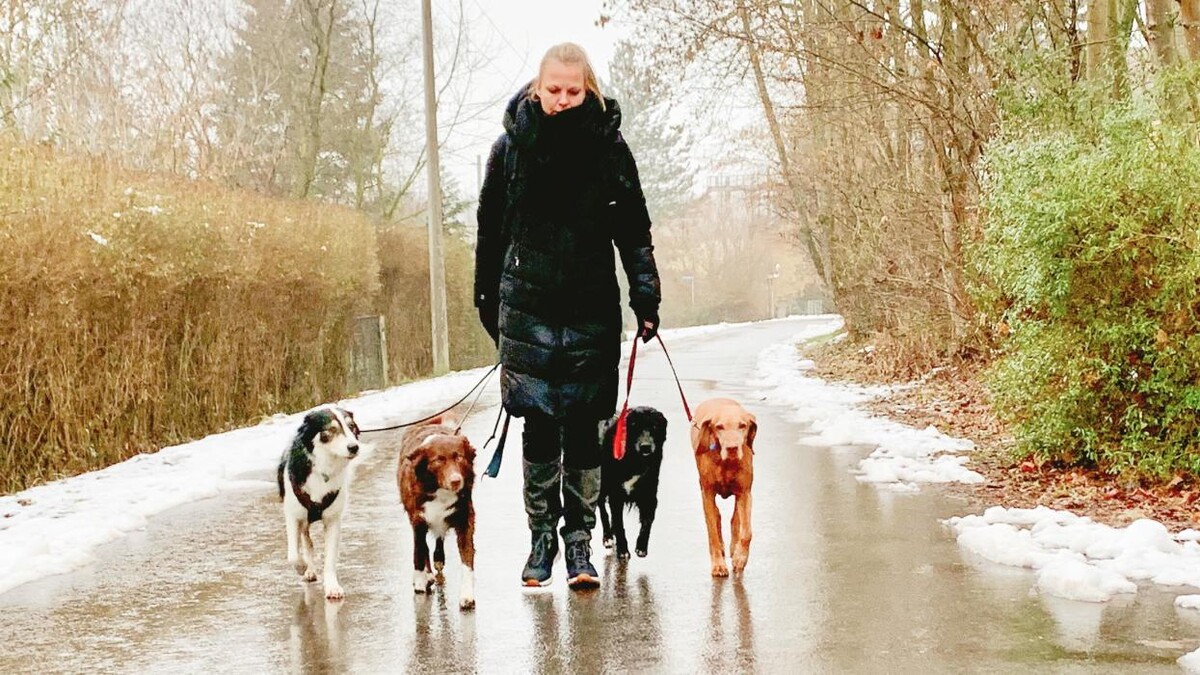 Bilder Vierbeinerpfad