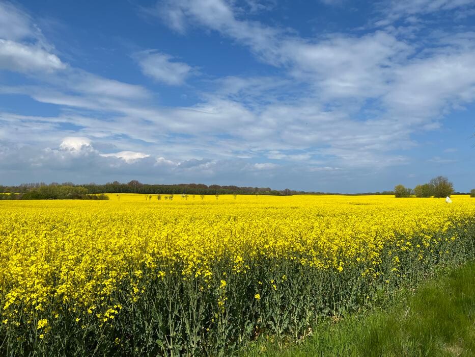Bilder Ferienhäuser Barendorf