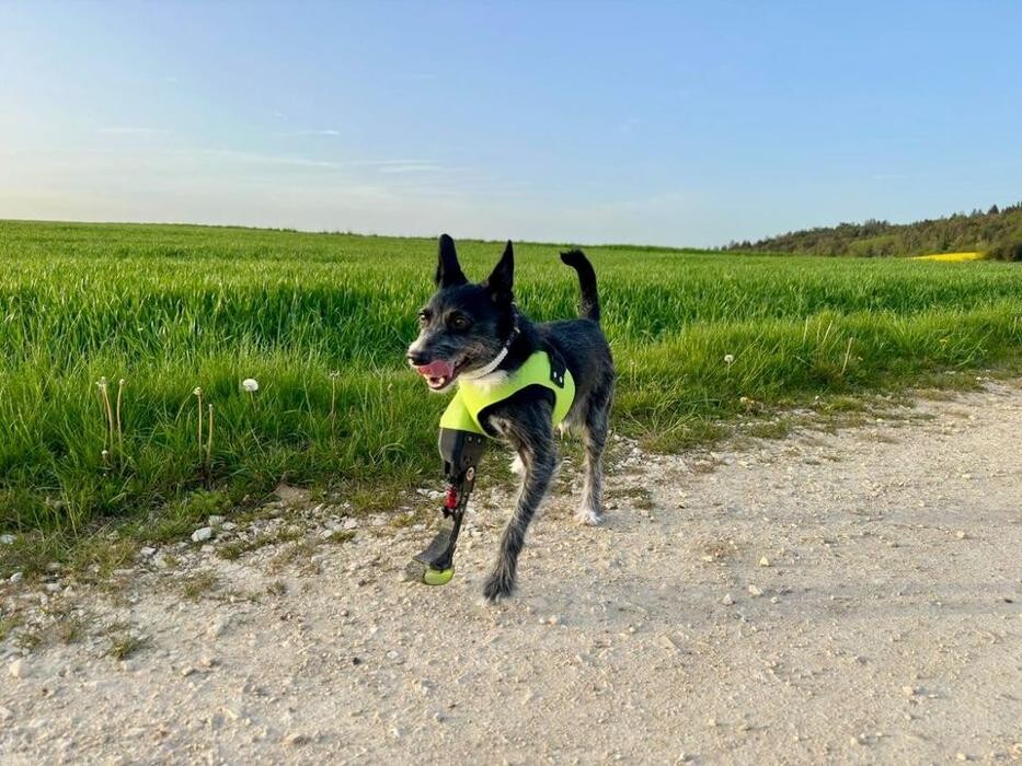 Bilder Simon Schuß und Dominik Hogen GbR - Pawsthesis