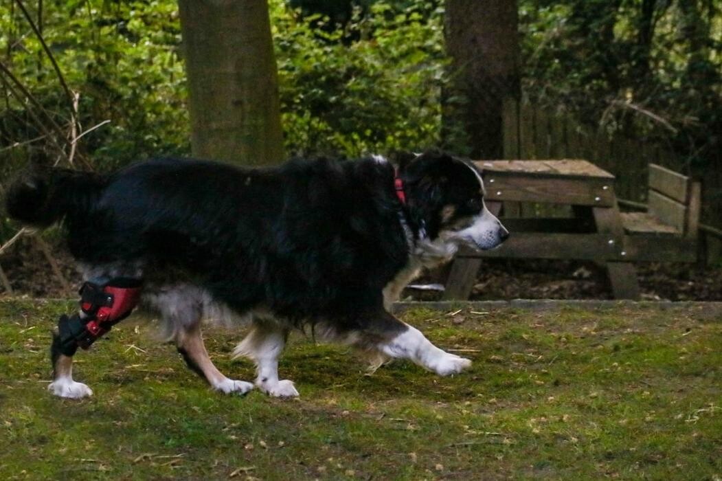 Bilder Simon Schuß und Dominik Hogen GbR - Pawsthesis
