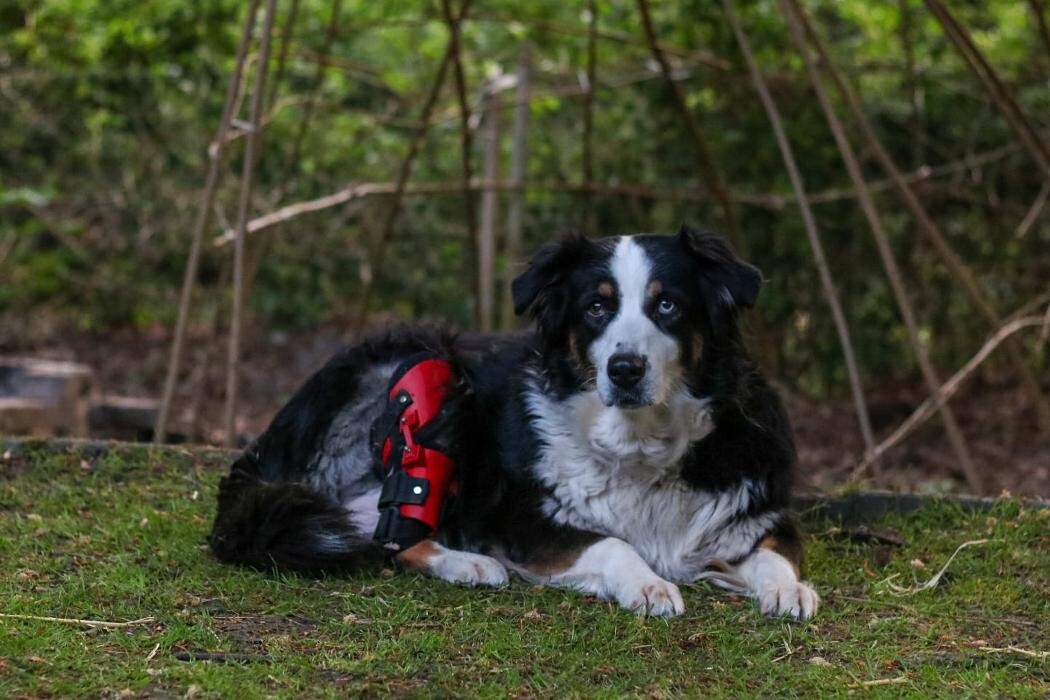 Bilder Simon Schuß und Dominik Hogen GbR - Pawsthesis