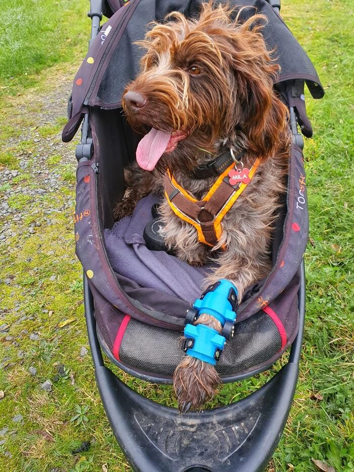 Bilder Simon Schuß und Dominik Hogen GbR - Pawsthesis