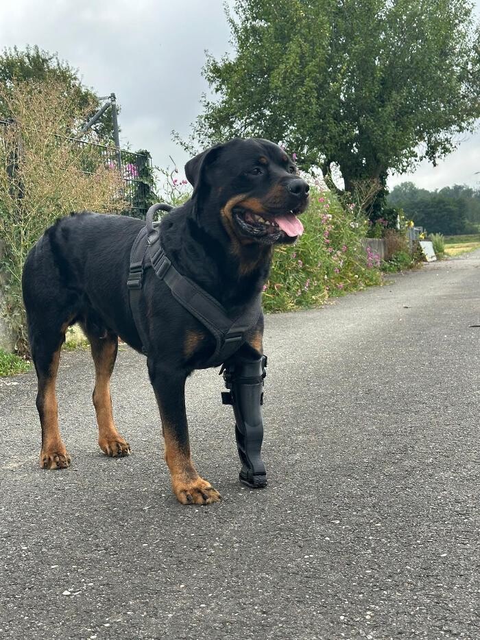 Bilder Simon Schuß und Dominik Hogen GbR - Pawsthesis