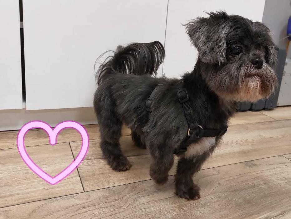 Bilder Jamies Hundesalon Cuxhaven