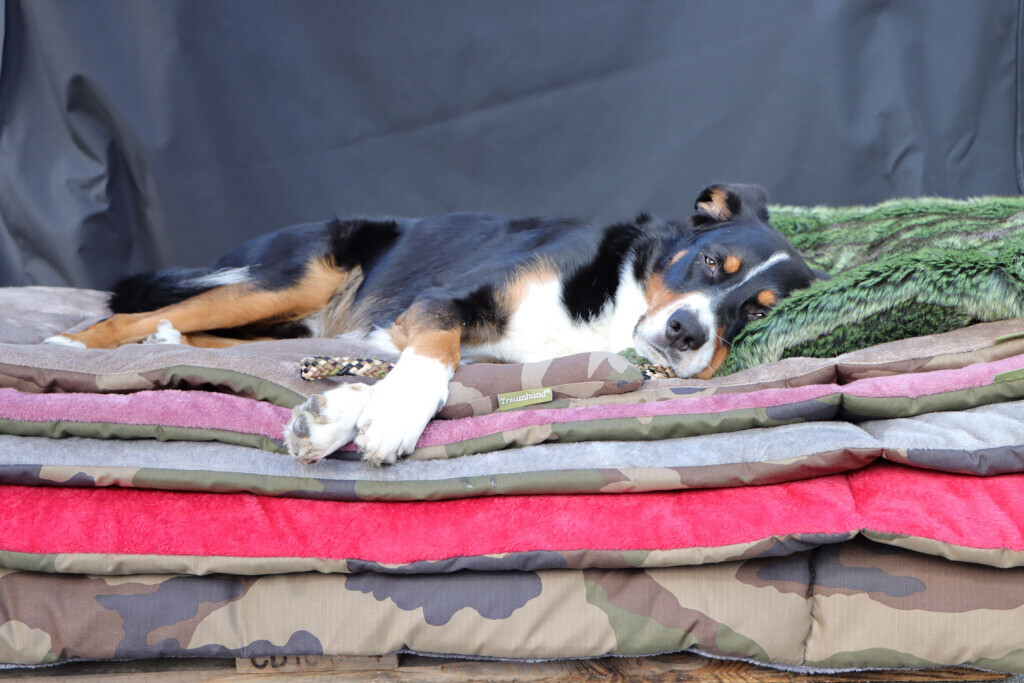 Bilder Visco4Dogs GbR