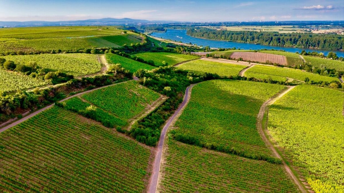 Bilder Weingut & Gästehaus Thomas Schwibinger