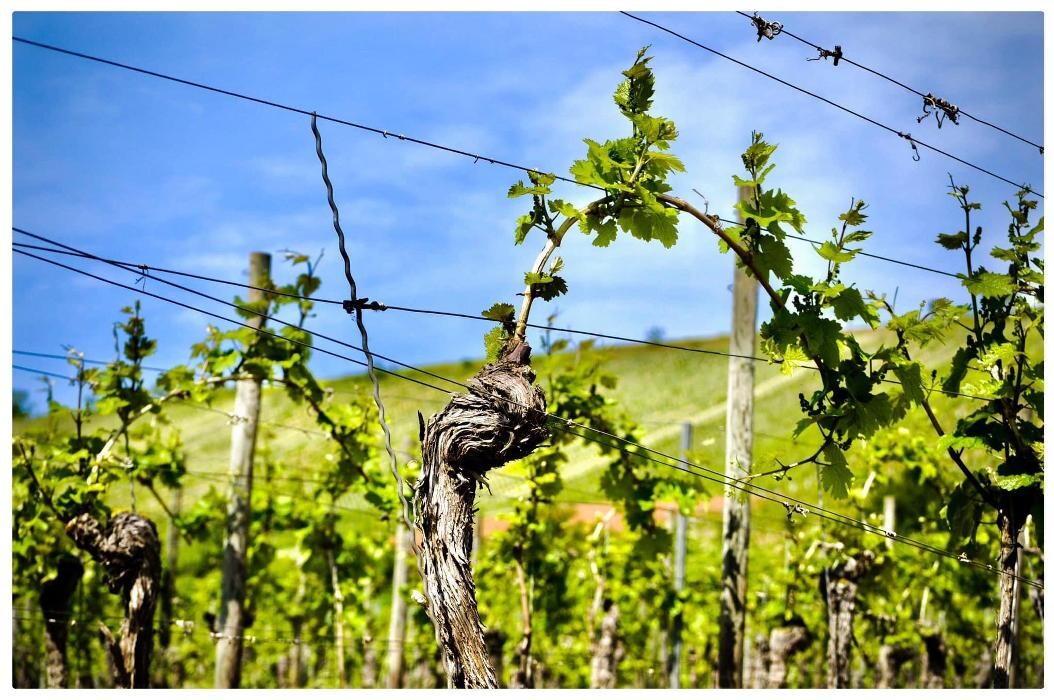 Bilder Weingut & Gästehaus Thomas Schwibinger