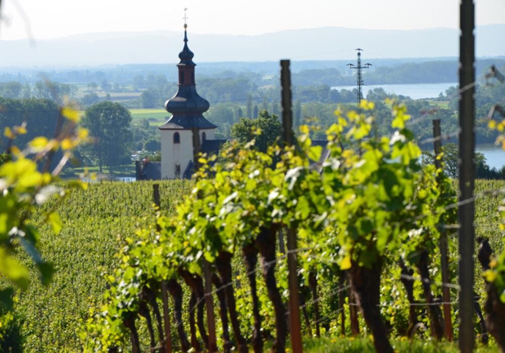 Bilder Weingut & Gästehaus Thomas Schwibinger