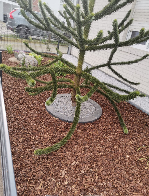 Bilder Andreas Meyer GaLa-Bau