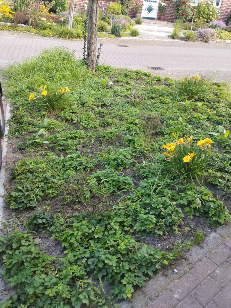 Bilder Andreas Meyer GaLa-Bau