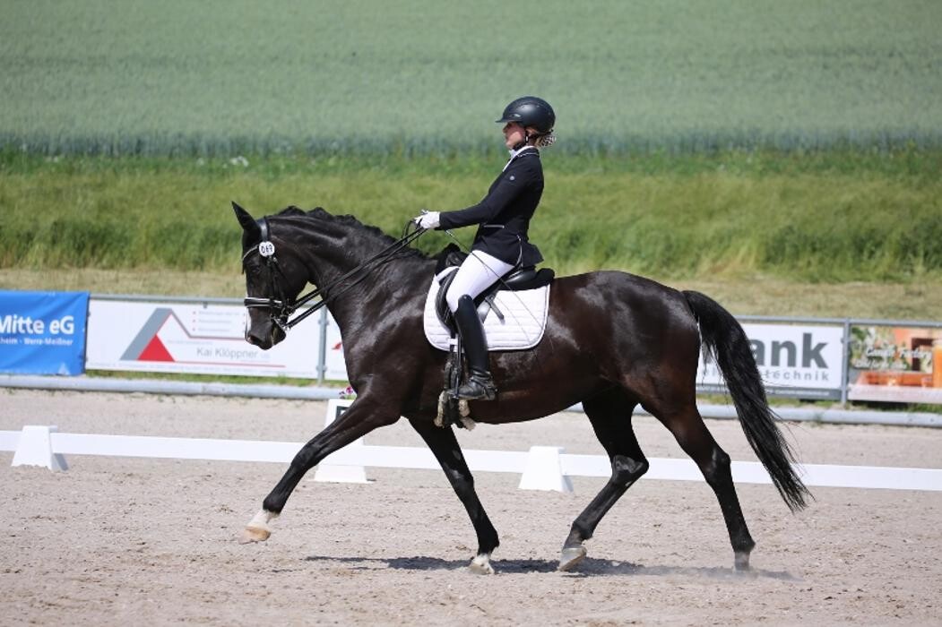 Bilder JK Sportpferde Pferdezucht Akupunktur Coaching mit Pferden