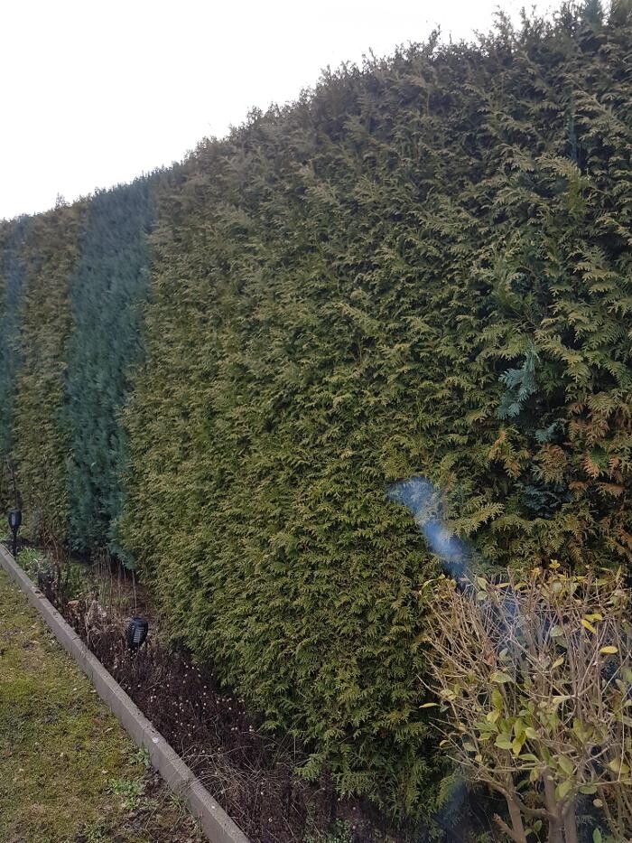 Bilder M.M Gartenpflegedienst