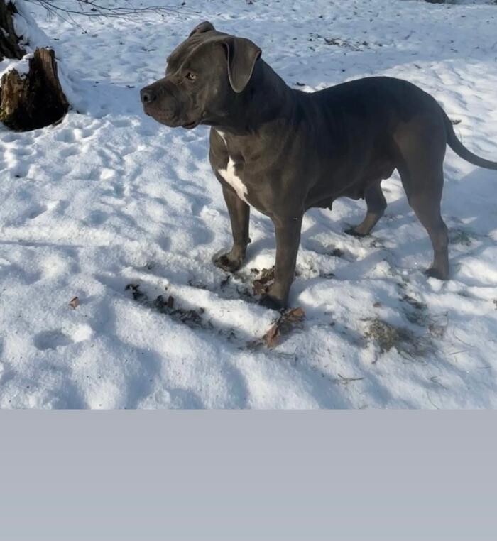 Bilder GoldenBullyzzGermany
