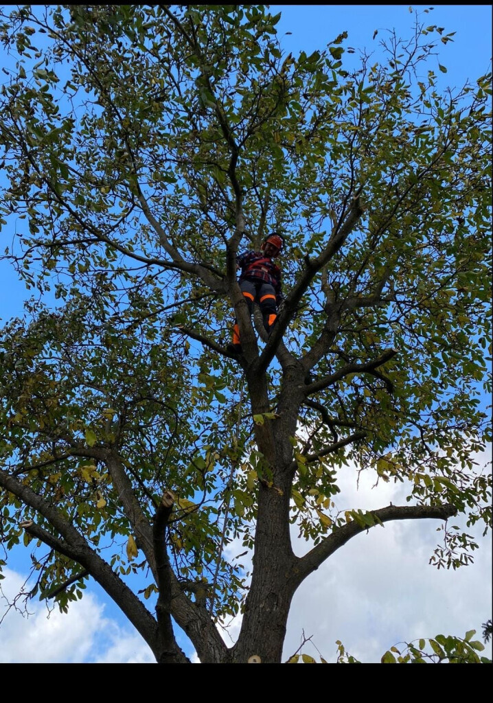 Bilder Limaj - Garten und Gebäudeservice