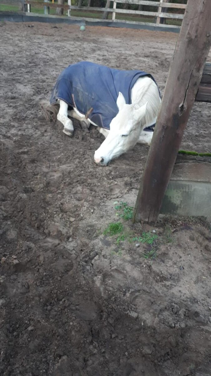 Bilder Der Bewegungsstall Boland