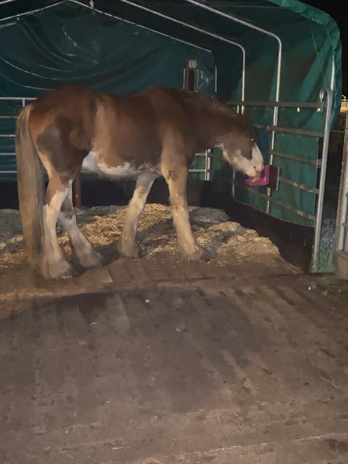 Bilder Der Bewegungsstall Boland