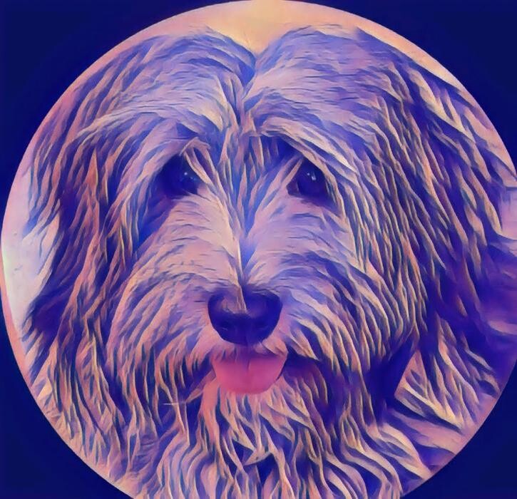 Bilder Hundesalon Schicke-Pfötchen
