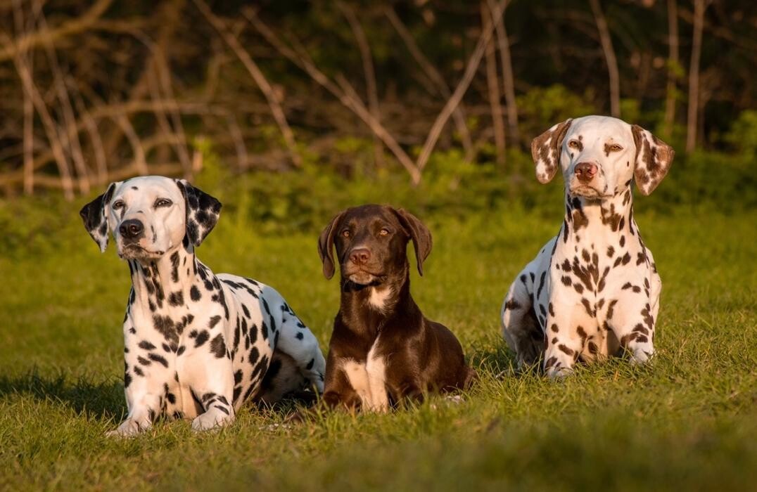 Bilder Hundebetreuung Hagemann