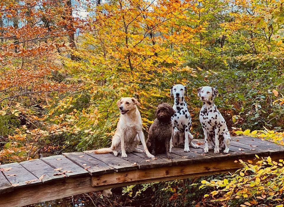 Bilder Hundebetreuung Hagemann