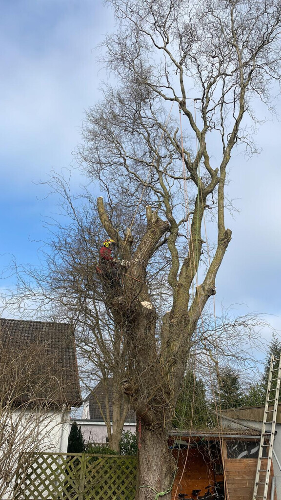 Bilder BeJo Grün GmbH