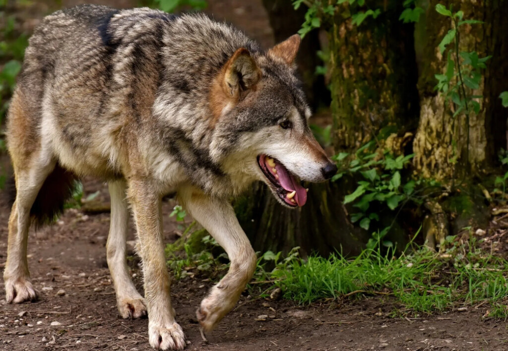 Bilder MASCHINENRING in Neustadt & Weiden