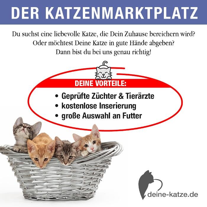 Bilder Deine-Katze.de - Rassekatzen, Katzenzüchter und Katzenfutter